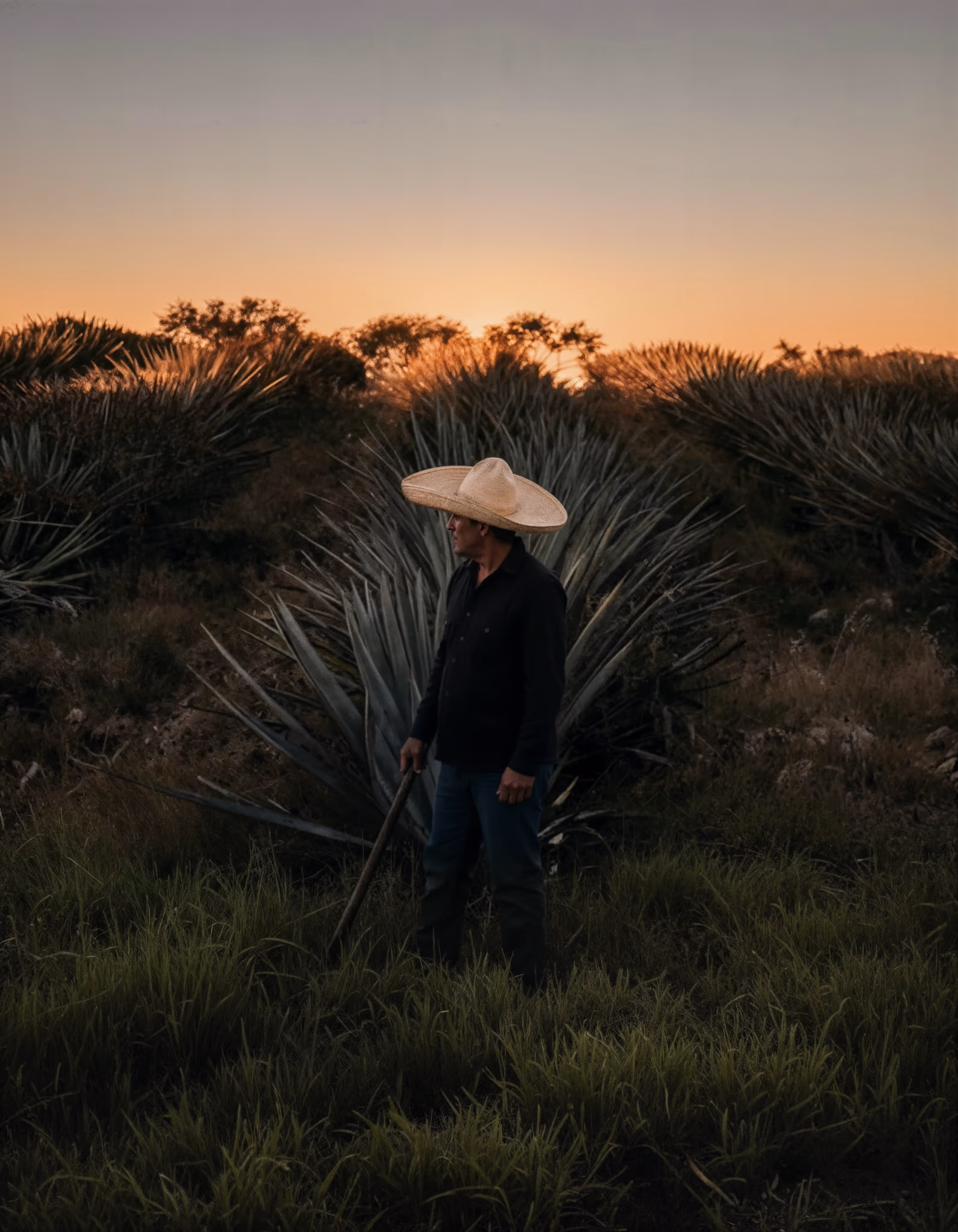 Jimador harvesting agave at sunset