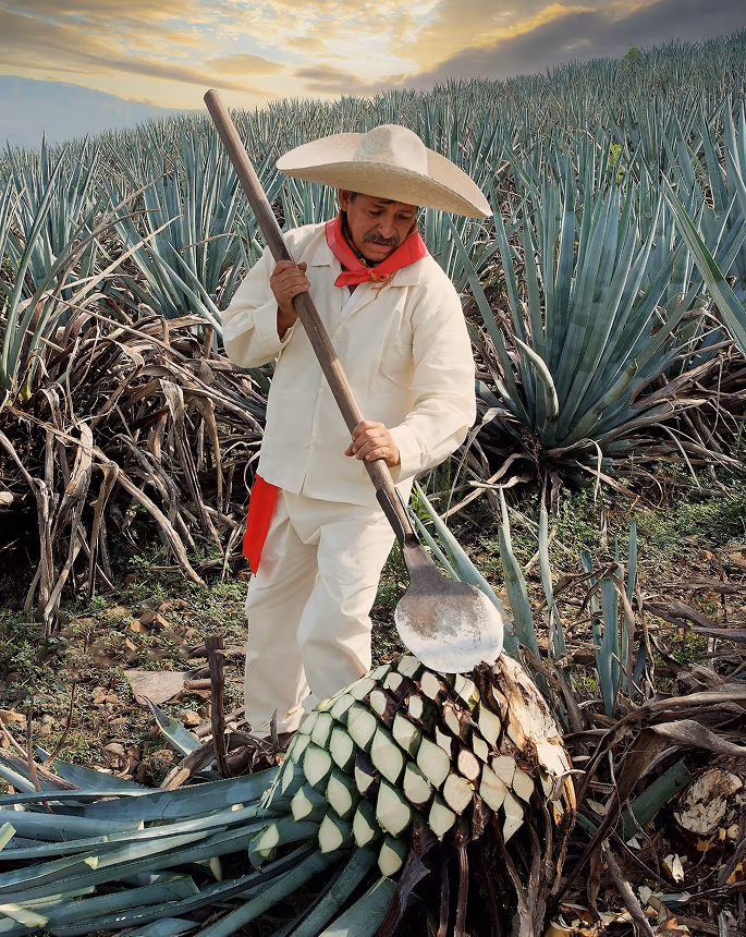 Jimador cutting a mature Blue Weber agave piña in the field